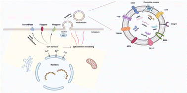 Graphical abstract: Tumor-derived microvesicles for cancer therapy