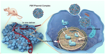 Graphical abstract: Ultra-efficient delivery of CRISPR/Cas9 using ionic liquid conjugated polymers for genome editing-based tumor therapy
