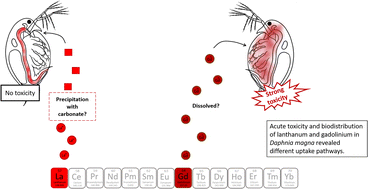 Graphical abstract: Determination of the distribution of rare earth elements La and Gd in Daphnia magna via micro and nano-SXRF imaging