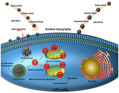 Graphical abstract: Surface topography of nanoplastics modulates their internalization and toxicity in liver cells