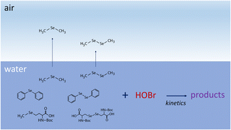 Graphical abstract: Reactions of hypobromous acid with dimethyl selenide, dimethyl diselenide and other organic selenium compounds: kinetics and product formation