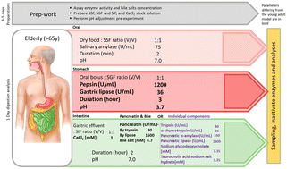 Graphical abstract: Static in vitro digestion model adapted to the general older adult population: an INFOGEST international consensus