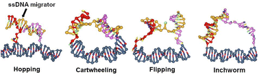 Graphical abstract: Exhaustive classification and systematic free-energy profile study of single-stranded DNA inter-overhang migration