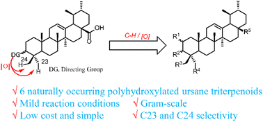 Graphical abstract: A simple monoselective C–H oxygenation approach for the synthesis of ursane triterpenoids