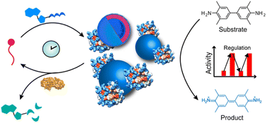 Graphical abstract: A transient vesicular glue for amplification and temporal regulation of biocatalytic reaction networks