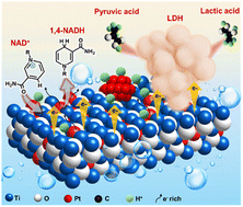 Graphical abstract: In situ electrochemical regeneration of active 1,4-NADH for enzymatic lactic acid formation via concerted functions on Pt-modified TiO2/Ti