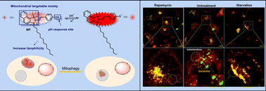 Graphical abstract: A pH-response-based fluorescent probe for detecting the mitophagy process by tracing changes in colocalization coefficients