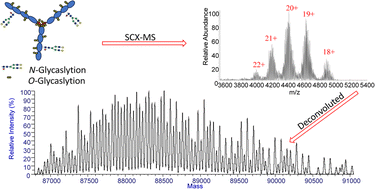 Graphical abstract: Strong cation-exchange combined with mass spectrometry reveals the glycoform heterogeneity of sialylated glycoproteins