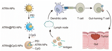 Graphical abstract: Layer-by-layer nanoparticle encapsulating all-trans retinoic acid and CpG as a mucosal adjuvant targeting colorectal cancer