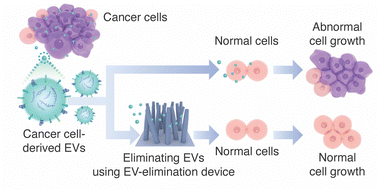 Graphical abstract: Non-toxic core–shell nanowires for in vitro extracellular vesicle scavenging