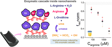 Graphical abstract: Harnessing concerted functions in confined environments: cascading enzymatic reactions in nanofluidic biosensors for sensitive detection of arginine