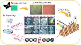 Graphical abstract: Angle-dependent and liquid-responsive photonic crystals for anti-counterfeiting and optical sensing