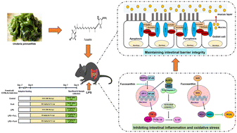 Graphical abstract: Fucoxanthin alleviates lipopolysaccharide-induced intestinal barrier injury in mice