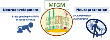 Graphical abstract: Milk fat globule membrane and its polar lipids: reviewing preclinical and clinical trials on cognition