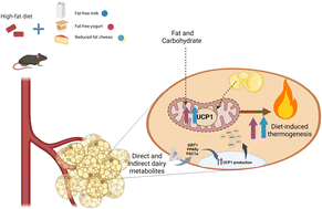 Graphical abstract: Differential effects of milk, yogurt, and cheese on energy homeostasis and brown adipose tissue phenotype in high-fat diet-induced obese mice