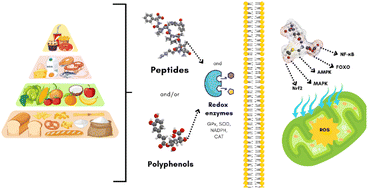 Graphical abstract: Regulation of redox enzymes by nutraceuticals: a review of the roles of antioxidant polyphenols and peptides