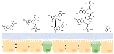 Graphical abstract: A review on the effects of flavan-3-ols, their metabolites, and their dietary sources on gut barrier integrity