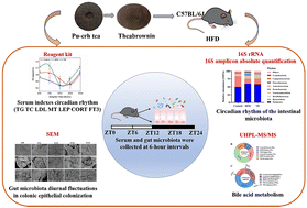 Graphical abstract: Theabrownin remodels the circadian rhythm disorder of intestinal microbiota induced by a high-fat diet to alleviate obesity in mice