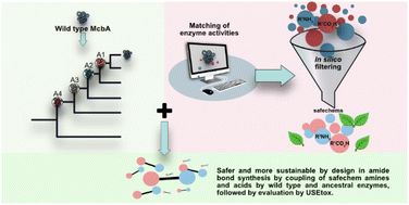 Graphical abstract: Toward safer and more sustainable by design biocatalytic amide-bond coupling