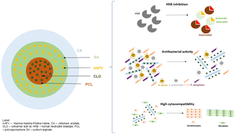 Graphical abstract: Pioneering wound care solutions: triaxial wet-spun fibers with bioactive agents for chronic wounds, part II (controlled release and biological activity of the active agents)