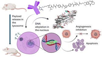 Graphical abstract: A novel DNA sequence-selective, guanine mono-alkylating ADC payload suitable for solid tumour treatment