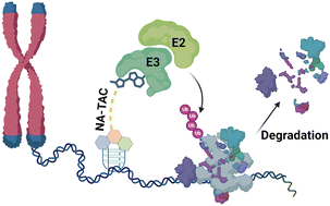 Graphical abstract: Design and synthesis of nucleic acid nano-environment interactome-targeting small molecule PROTACs and their anticancer activity