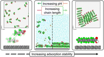 Graphical abstract: PFAS self-assembly and adsorption dynamics on graphene: molecular insights into chemical and environmental influences
