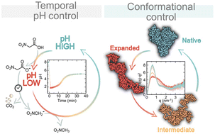 Graphical abstract: An albumin unfolding and refolding cycle induced by a time-controlled pH jump