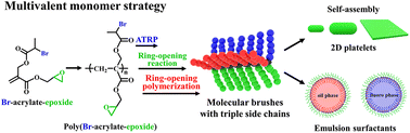 Graphical abstract: Facile synthesis of asymmetric molecular brushes with triple side chains using a multivalent monomer strategy