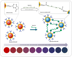 Graphical abstract: NHS-ester conjugated gold nanoparticles for spermine detection: a potential tool in meat spoilage monitoring