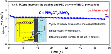 Graphical abstract: V2CTx MXene suppresses V5+ dissolution and boosts the stability and performance of BiVO4 for solar water splitting