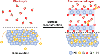 Graphical abstract: Promoted surface reconstruction of amorphous nickel boride electrocatalysts by boron dissolution for boosting the oxygen evolution reaction
