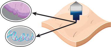 Graphical abstract: Molecular and histological evidence for the biocompatibility of PEDOT-coated microneedles in human skin