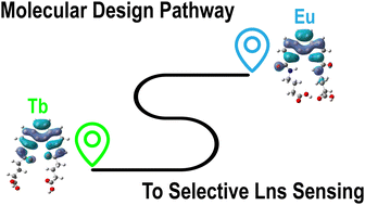 Graphical abstract: A step forward in unraveling the lanthanide discrimination puzzle: structure–selectivity relationship based on phenanthroline diimide ligands towards europium and terbium detection in water