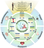 Graphical abstract: Recent progress of organic artificial synapses in biomimetic sensory neural systems