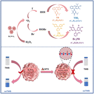 Graphical abstract: Colorimetric detection of methotrexate leveraging the halogen peroxidase-mimicking activity of Bi2WO6 nanoflowers