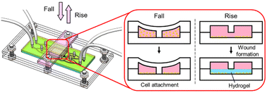 Graphical abstract: Microfluidic-based wound healing assays for investigating the effects of matrix viscoelasticity on tumor cell migration