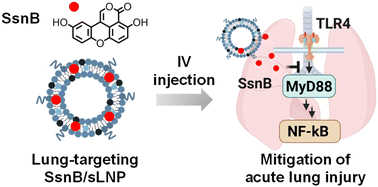 Graphical abstract: Lung-targeting lipid nanoparticle-mediated sparstolonin B delivery improves acute lung injury