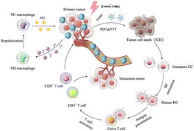 Graphical abstract: IL12-based phototherapeutic nanoparticles through remodeling tumor-associated macrophages combined with immunogenic tumor cell death for synergistic cancer immunotherapy