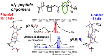 Graphical abstract: Stereochemical matching determines both helix type and handedness in α/γ-peptides with a cyclic-constrained γ-amino acid