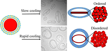 Graphical abstract: Nanomorphology tuning in doxorubicin-loaded liposomes via cooling-induced doxorubicin-crystallization and membrane phase transition