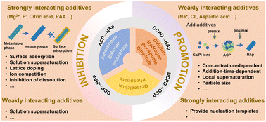 Graphical abstract: Regulation of calcium phosphate phase transition kinetics in aqueous solution via additives