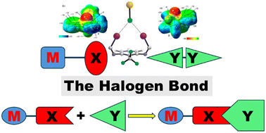 Graphical abstract: Impact of halogen-bonding interactions on M–X bond activation pathways: a perspective