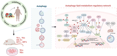 Graphical abstract: Research advancements on dietary bioactive compounds ameliorating lipid deposition mechanisms via autophagy regulation