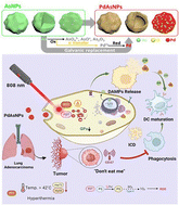 Graphical abstract: Revisiting bimodal cancer phototherapy with immunogenicity via galvanically-driven hollow Pd–As nanoshells