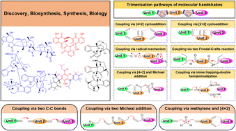 Graphical abstract: Trimeric natural products: structural diversity, biosynthesis, bioactivities and chemical synthesis