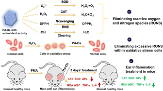 Graphical abstract: Rationally engineered Pd–Os nanosheets eliminating reactive oxygen and nitrogen species for in situ nanocatalytic therapy of ear inflammation