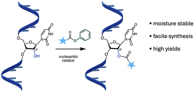Graphical abstract: RNA 2′-OH modification with stable reagents enabled by nucleophilic catalysis