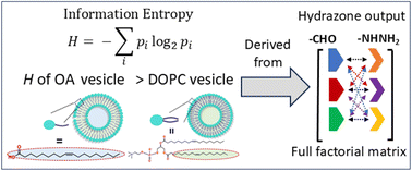 Graphical abstract: Decoding information entropy of fatty acid and phospholipid vesicles via ordering combinatorial output of hydrazones