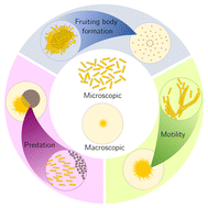 Graphical abstract: Myxococcus xanthus for active matter studies: a tutorial for its growth and potential applications